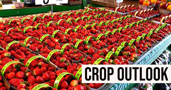 Crop outlook banner with baskets of strawberries at a market.