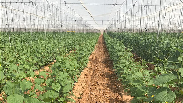 sunfed cucumbers in a shade house