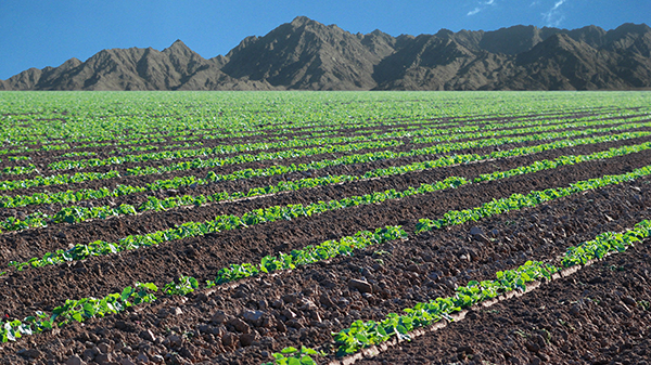 melon field growing