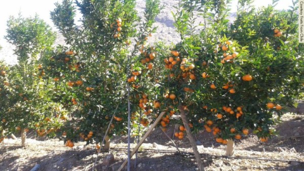 Orange tree in Chile.