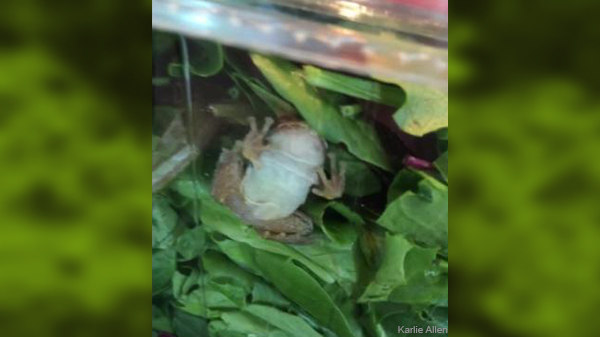 frog salad