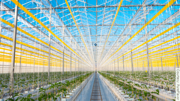 ontario greenhouse