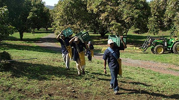 apeam-avocado-workers