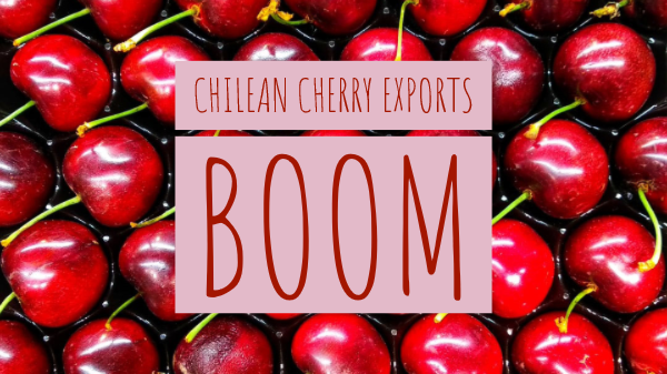 chile cherry