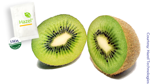 hazel kiwi oppy