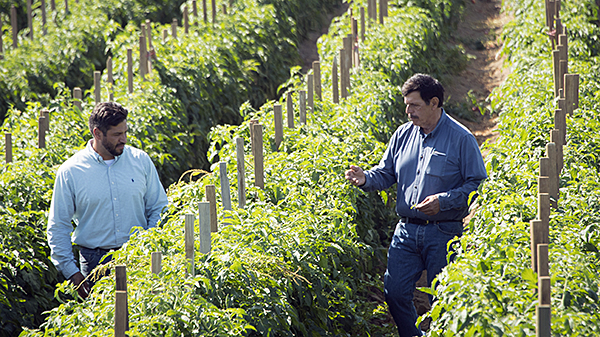 West Coast Tomatoess harvest, Oceanside, California