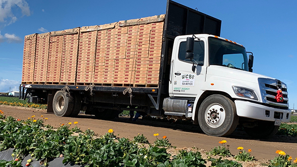 bobalu berries truck