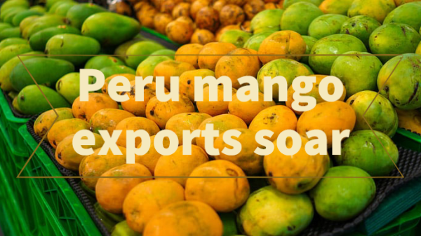 peru mangos