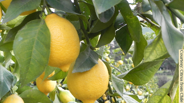 lemon on tree