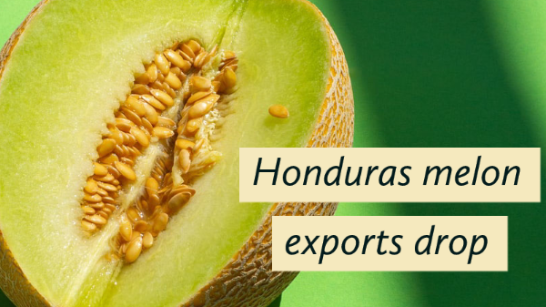 honduras melon exports