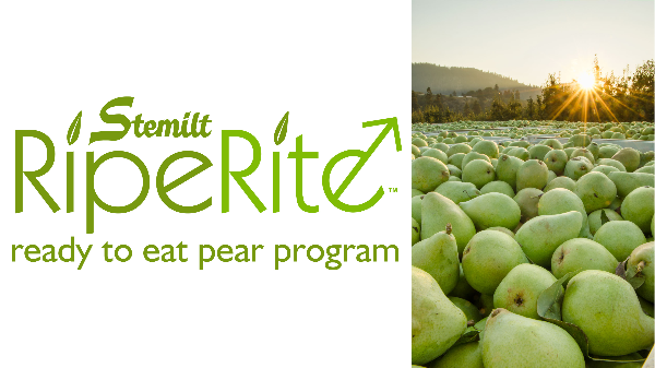 Stemilt Pears Program Final