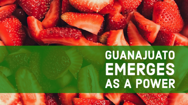 guana strawb