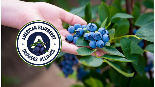 American Blueberry Growers Alliance Logo Final