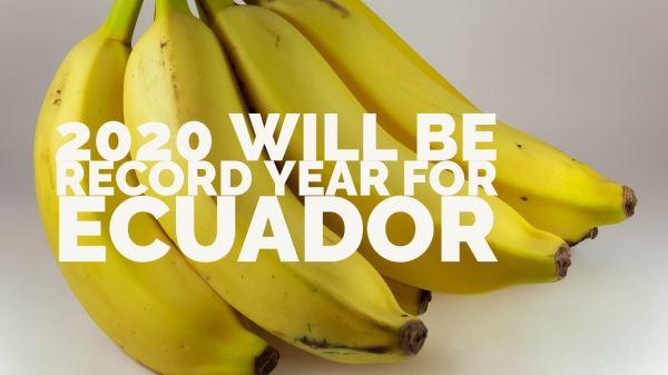 ecuador banana