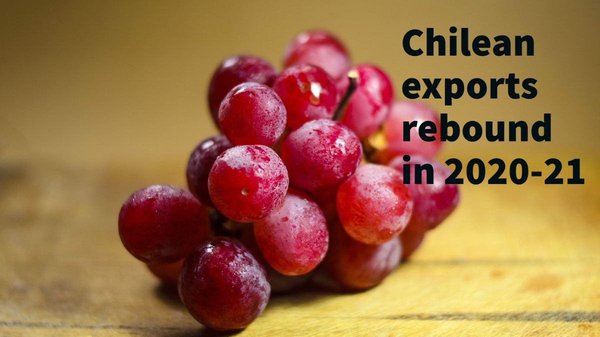 chile grape 2020-21