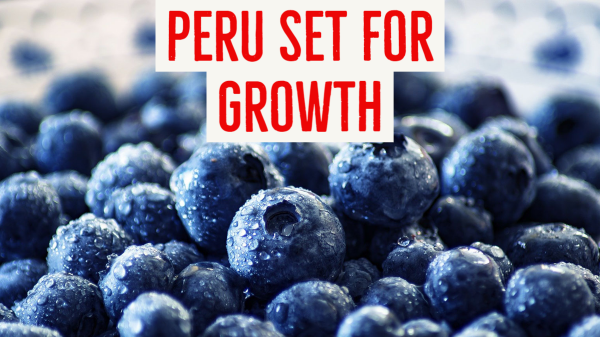 peru blueberry growth