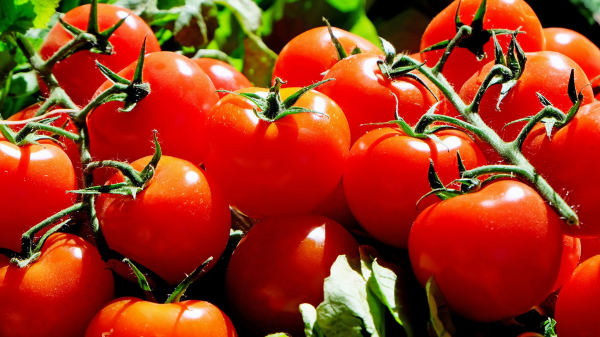 tomatoes on the vine