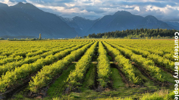 Berry People Peruvian blueberries