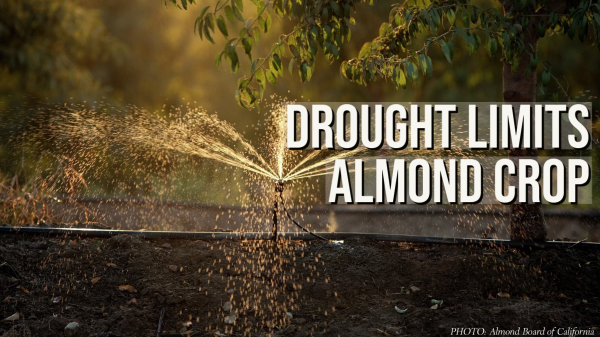 california almond drought