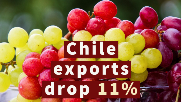 chile grape export drop