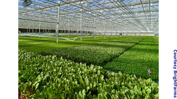 BrightFarms greenhouse