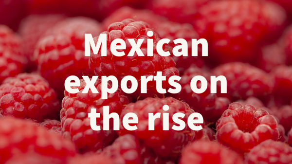 mexican raspberry exports rise