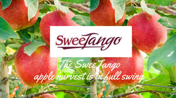 Sweetango Apple Harvest Final Banner