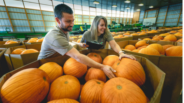 meijer pumpkins