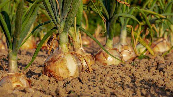 onion field