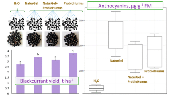 blackcurrent probiotic chart