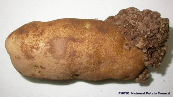 potato warts