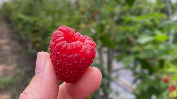 raspberries