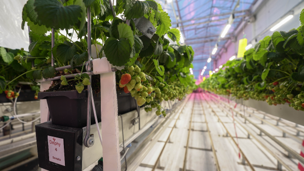 fluence strawb greenhouse