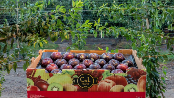 c&l chilean plums