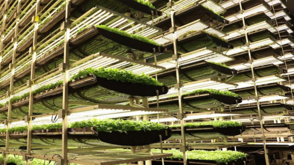 aerofarms vertical farm bankruptcy update