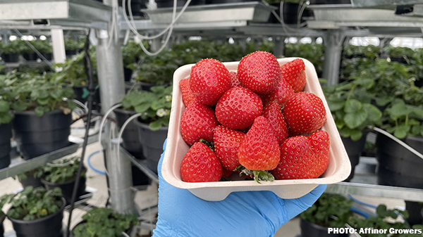 affinor strawberries