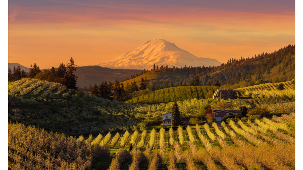 oregon field