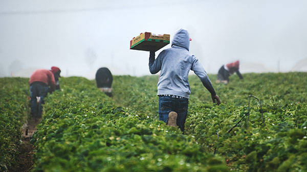 ag workers