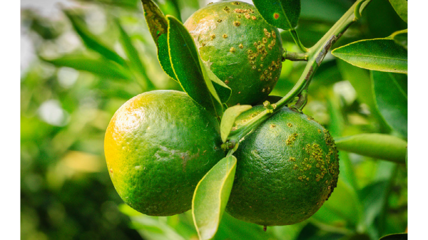 citrus greening disease