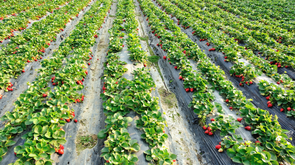 strawberry field