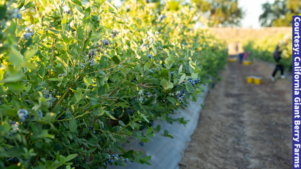 cal giant blueberries