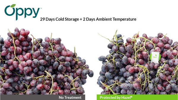 Oppy™ and Brar Farms See Success in Table Grape Varietals Protected by Hazel Tech Sachets