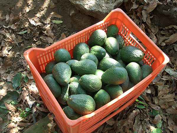 Avocados From Mexico Crate