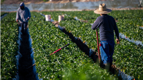 farmworkers heat