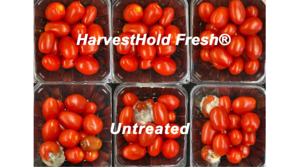 verdant harvest hold fresh tomatoes