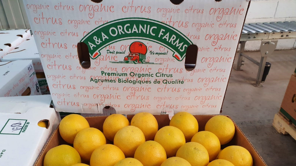 A & A Organic Farms Early Valencia Citrus season is starting!