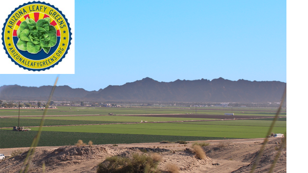 arizona leafy greens field