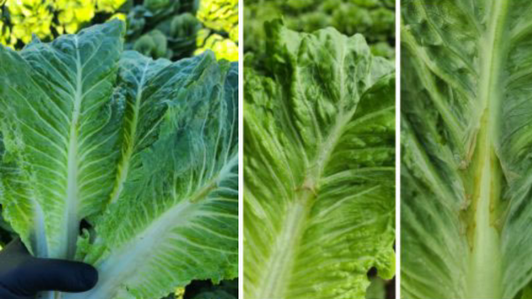 desert lettuce quality 12-22-22