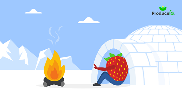 strawberry in an igloo