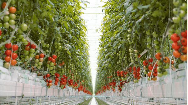 appharvest tomato vines